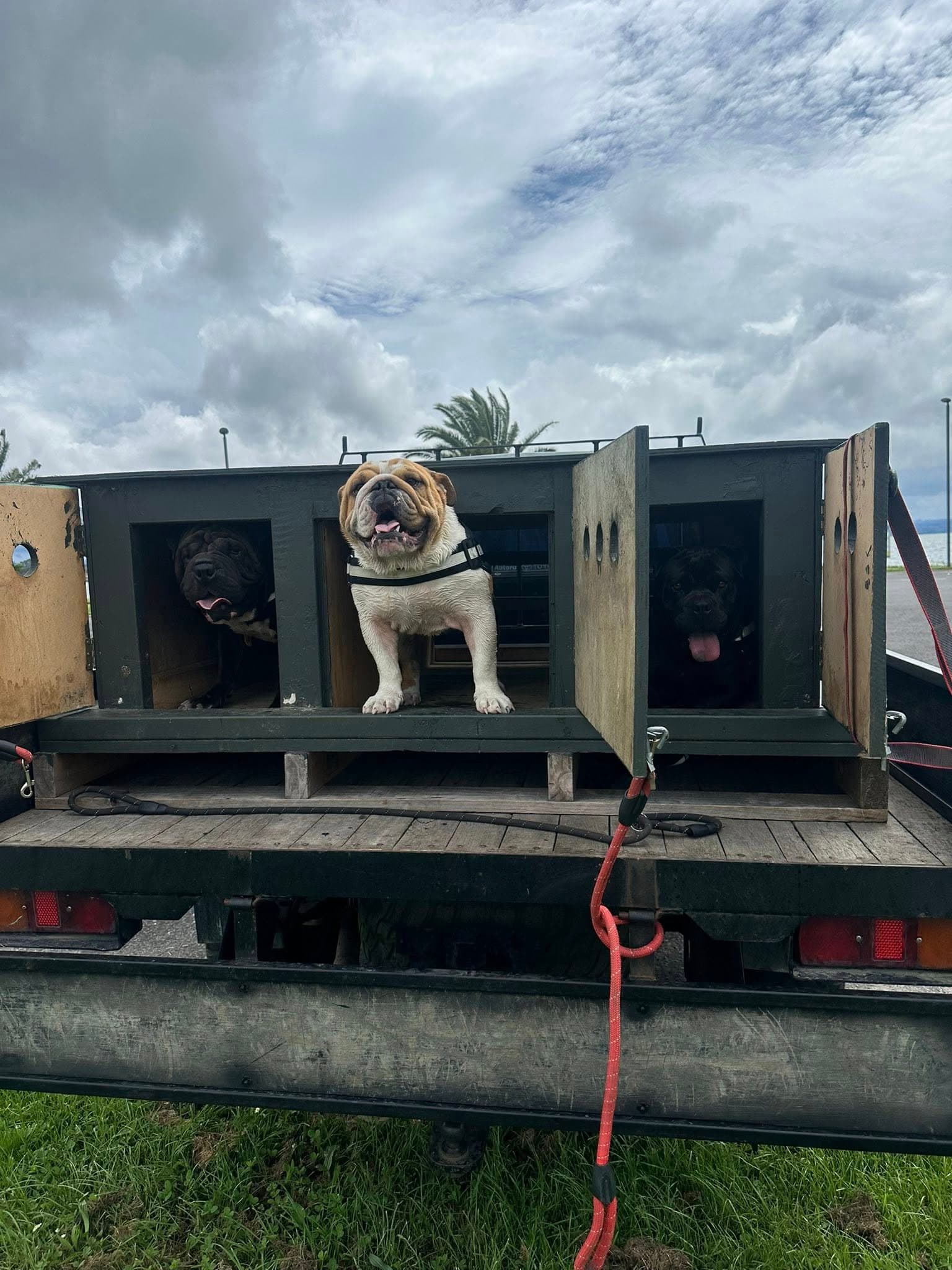 Dog walk in Rotorua