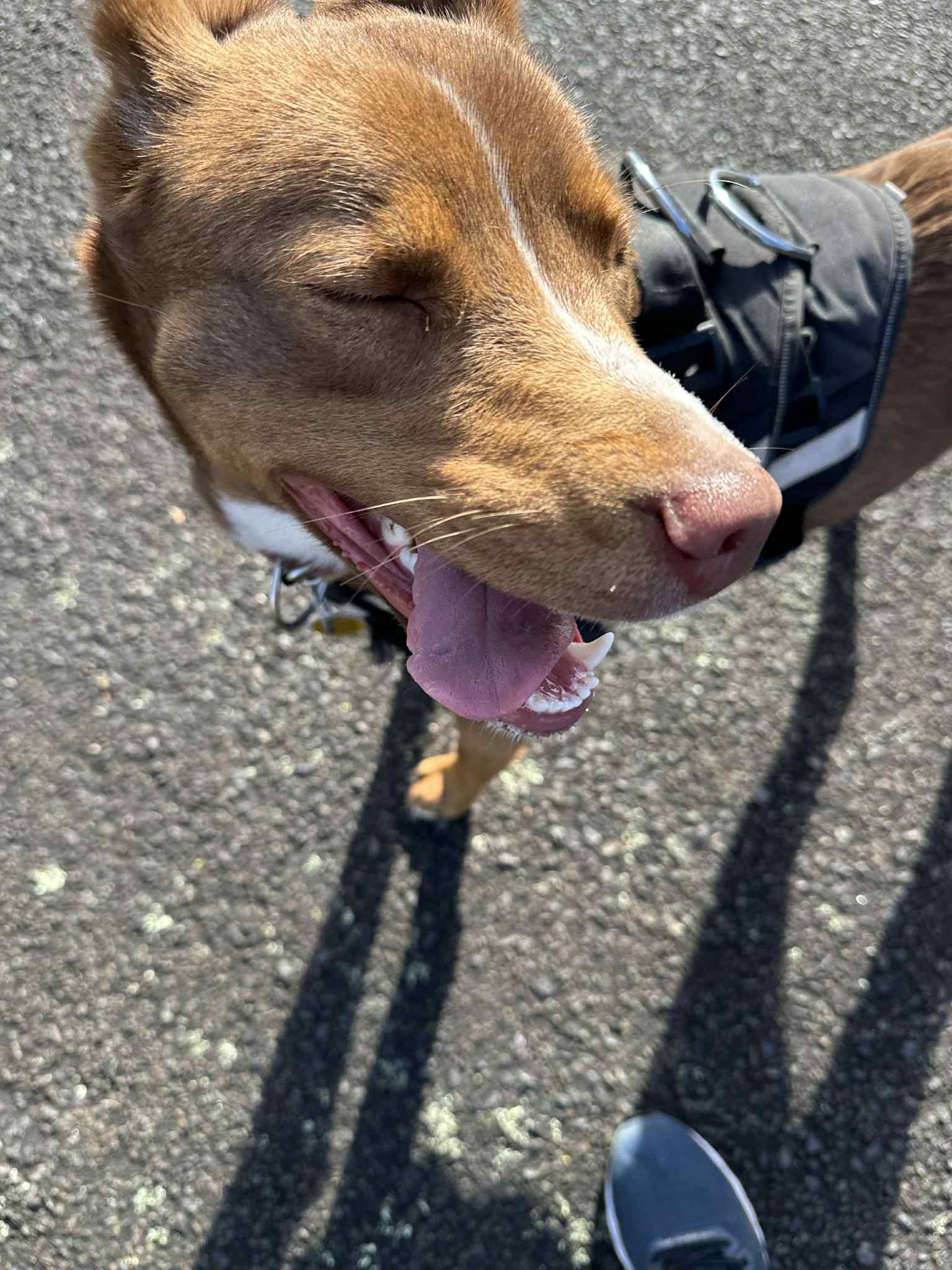 Dog photo 10