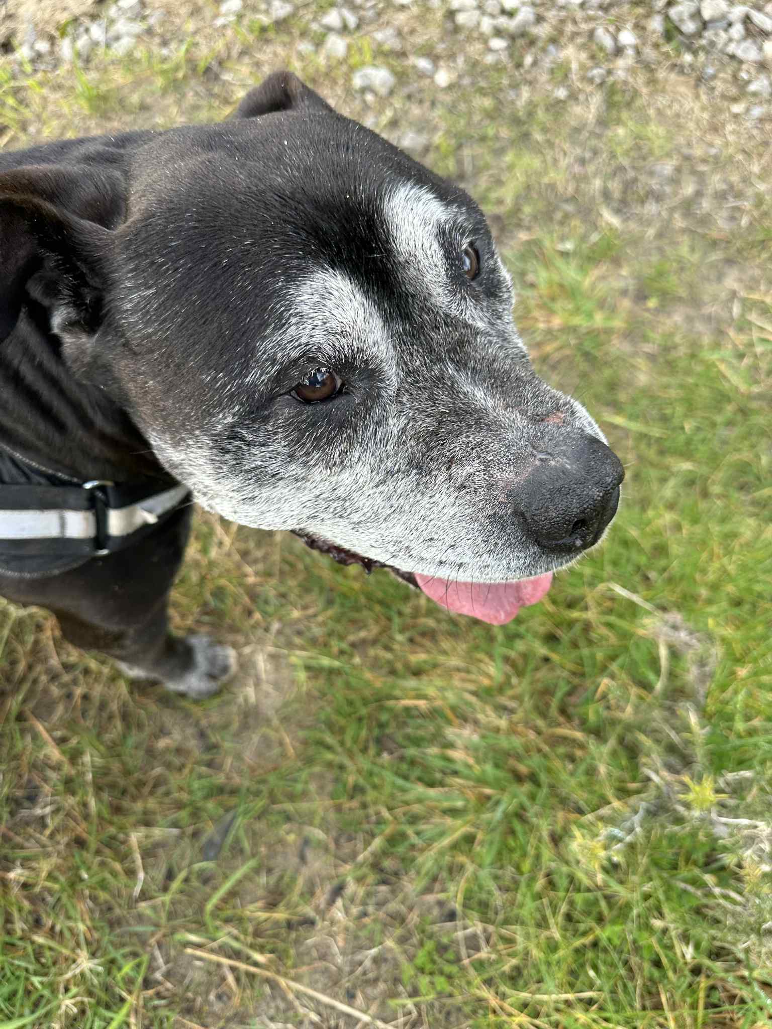 Dog photo 11
