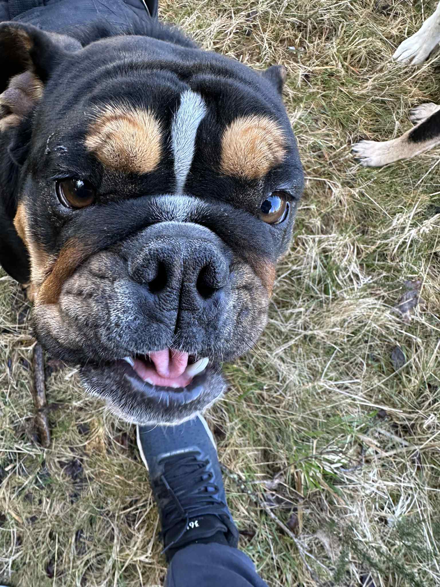 Dog photo 12