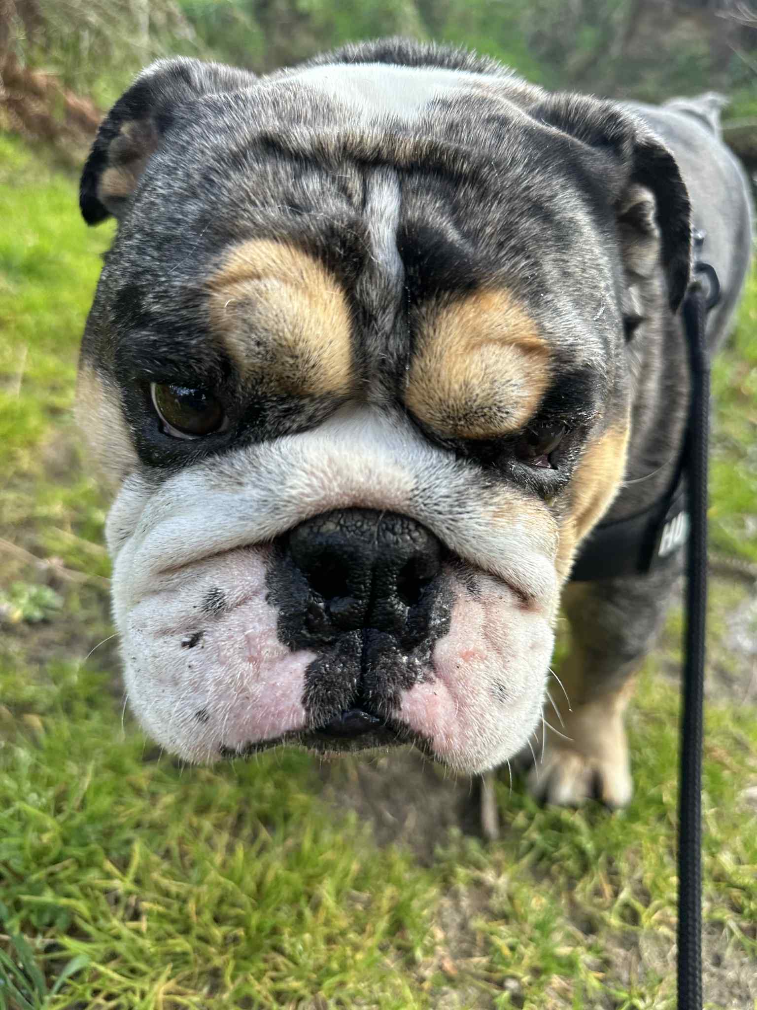 Dog photo 13