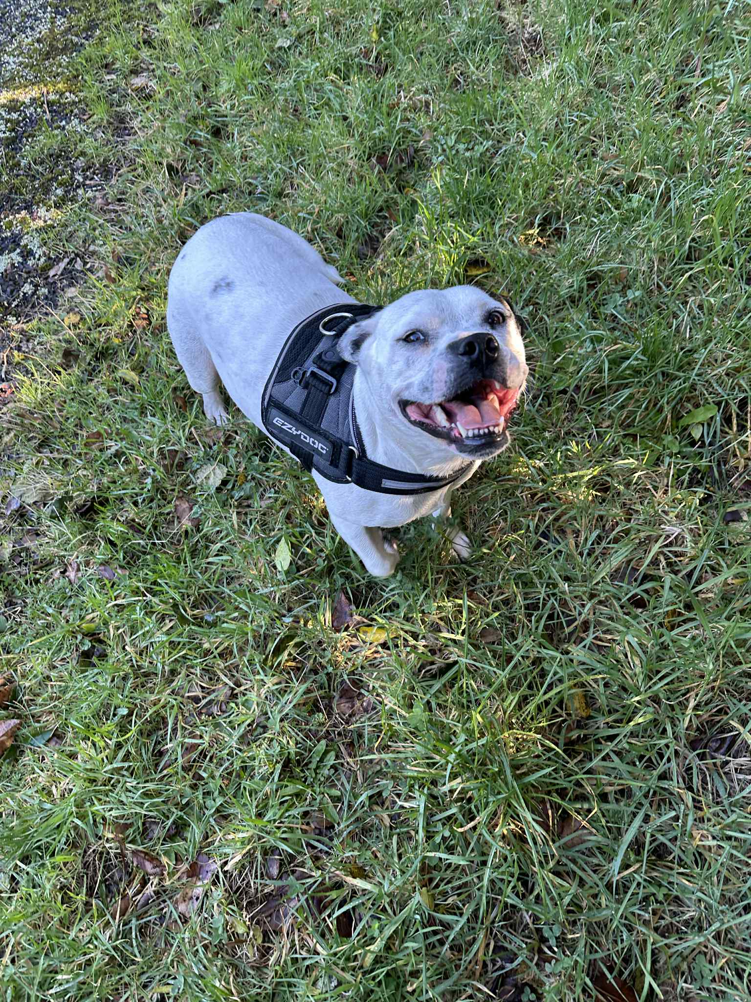 Dog photo 14