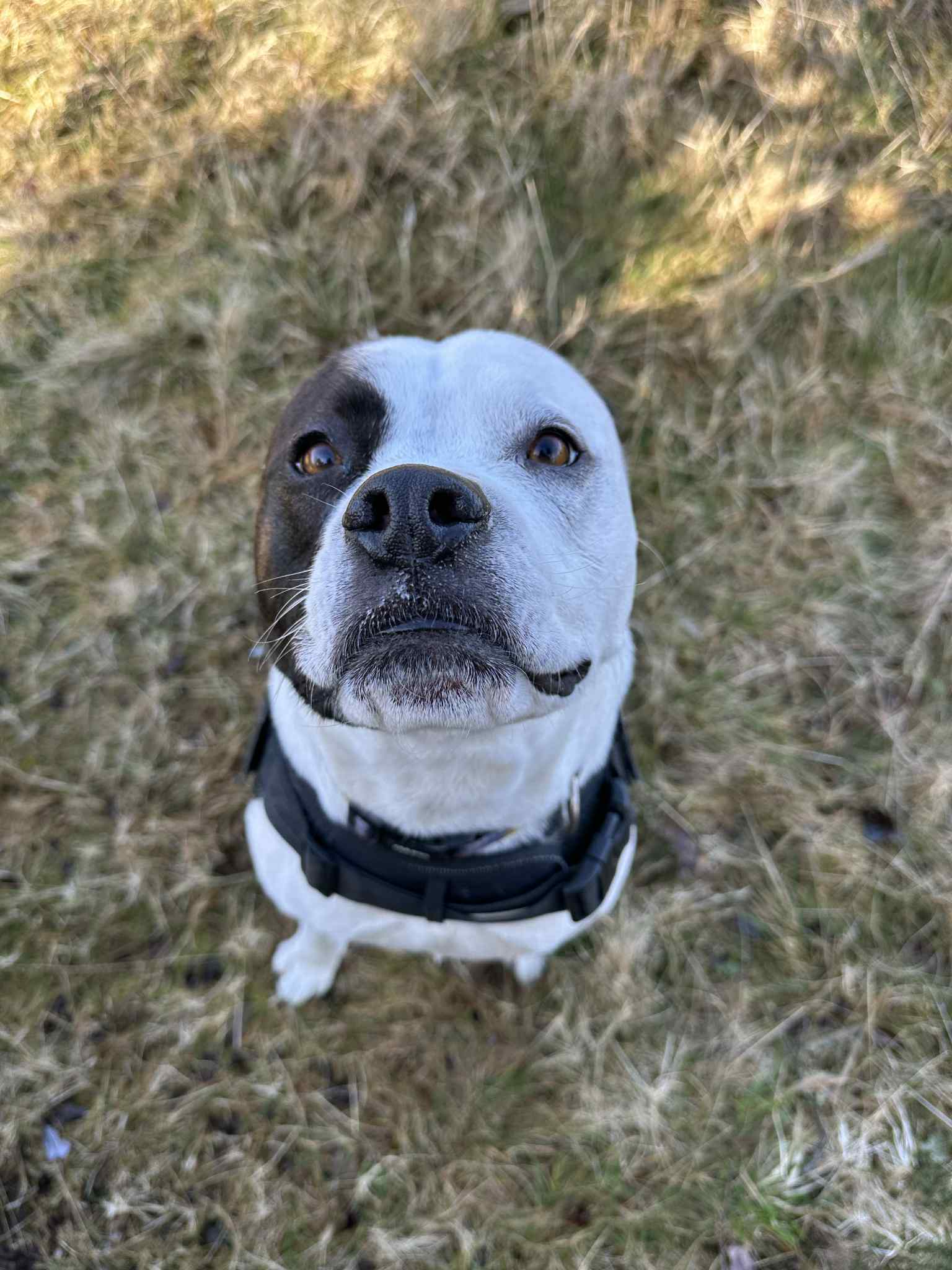 Dog photo 15
