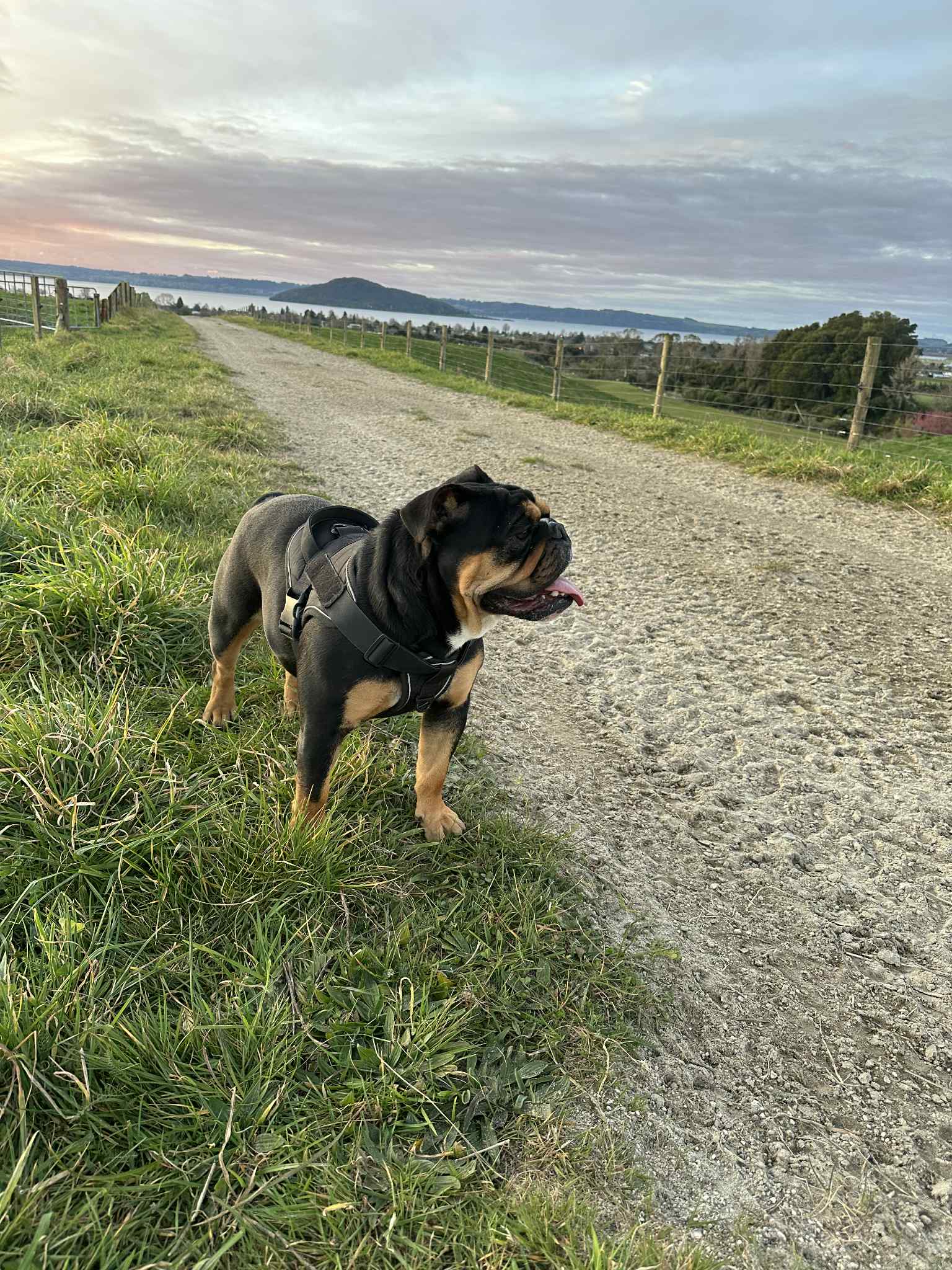 Dog photo 3