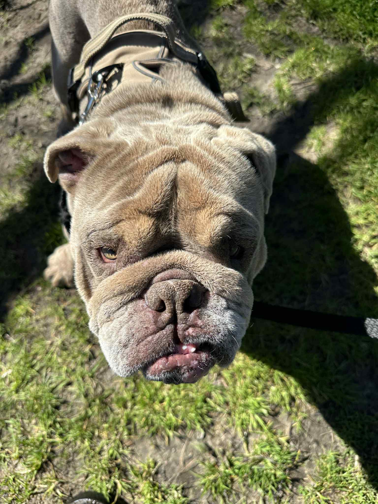 Dog photo 4