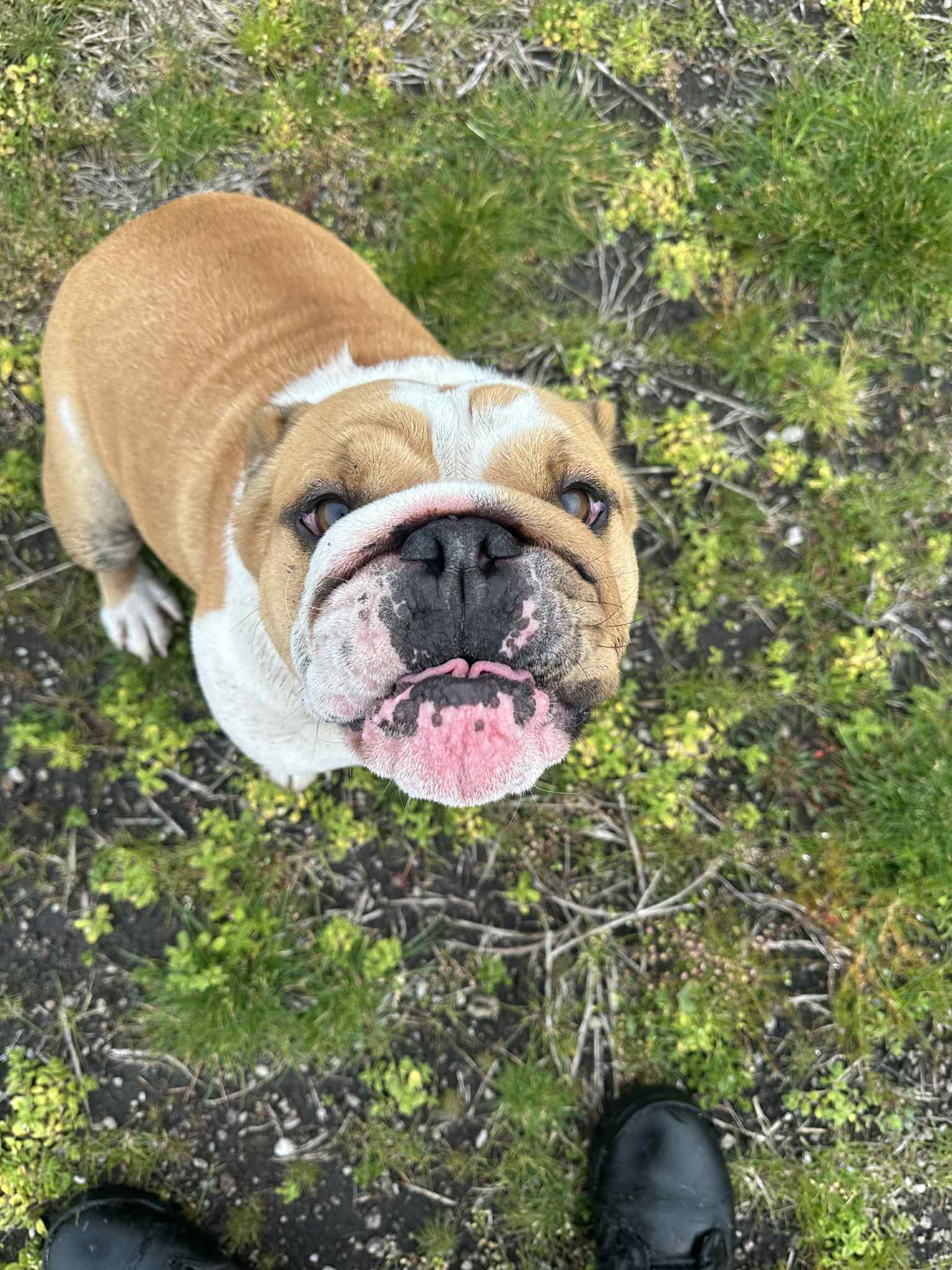 Dog photo 6