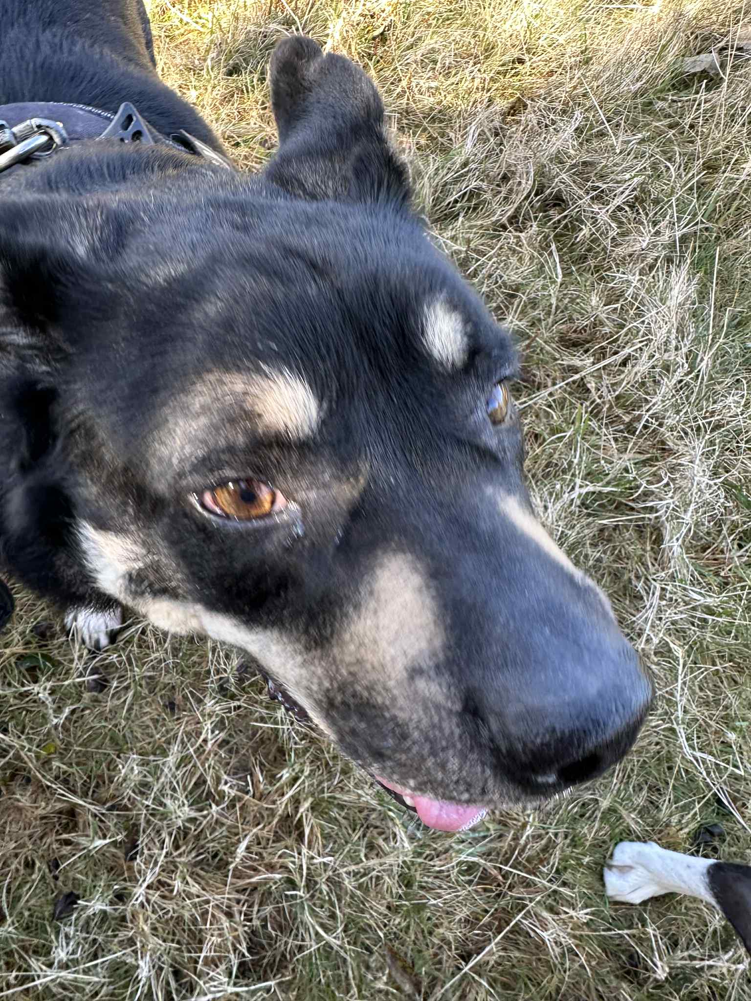 Dog photo 7