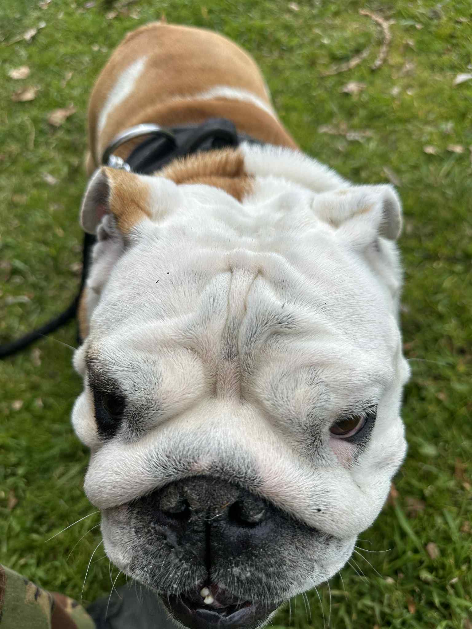 Dog photo 8