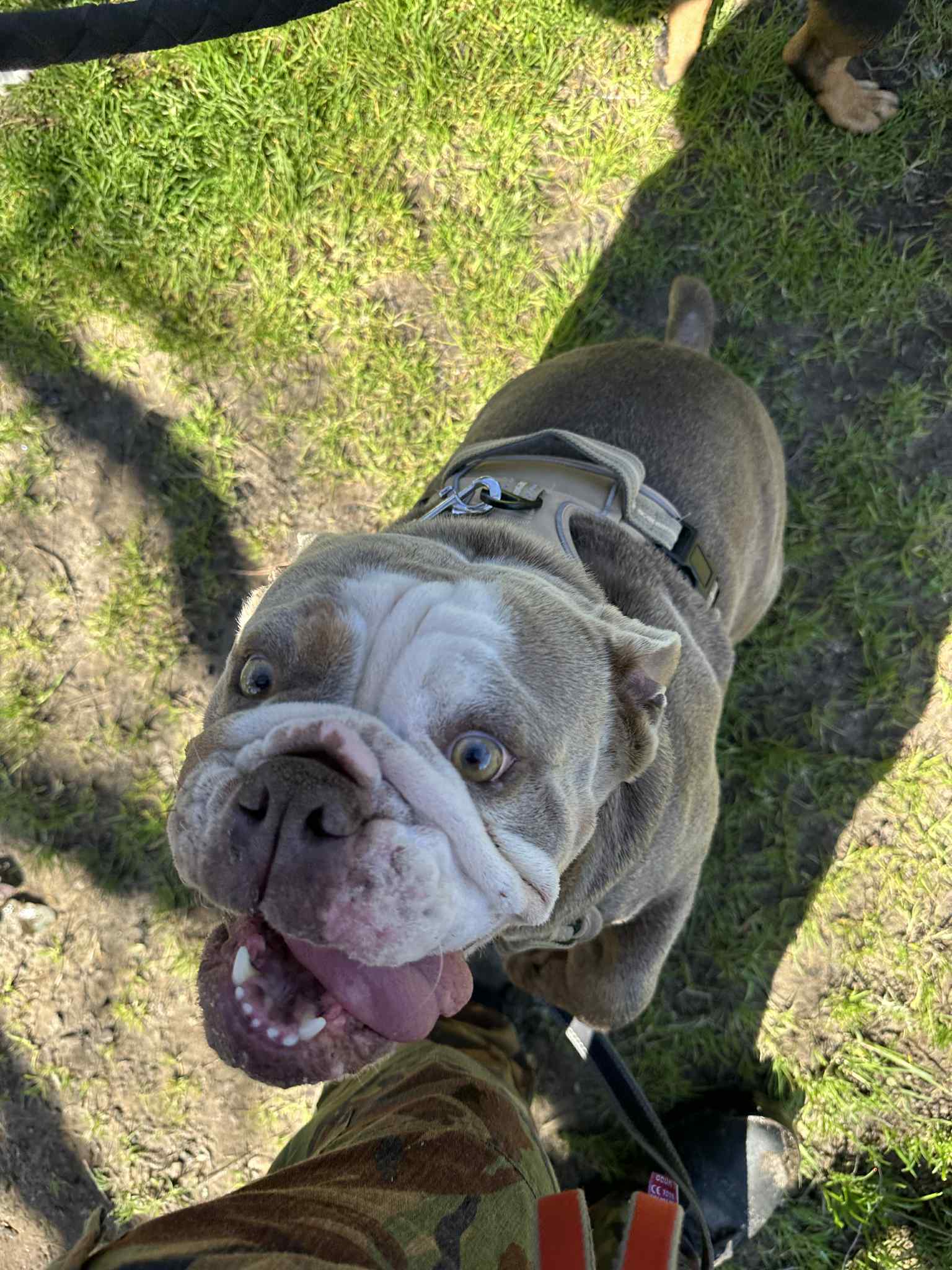 Dog photo 1