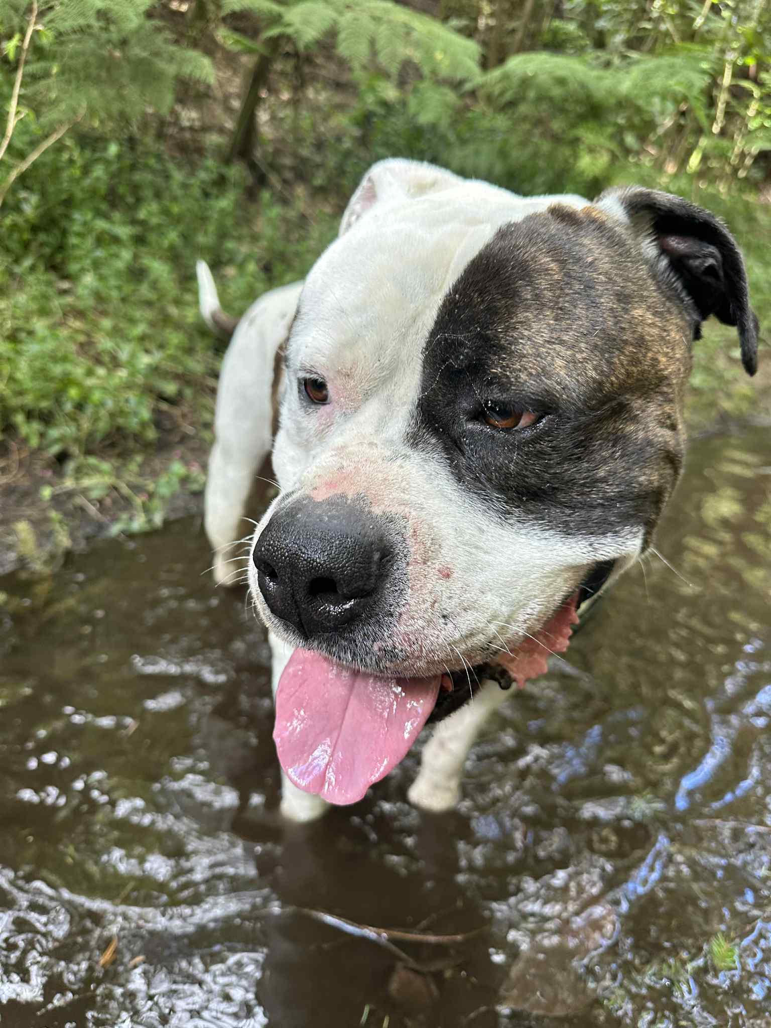 Dog photo 2