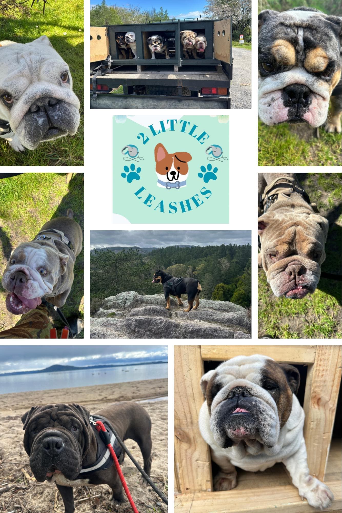 2 Little Leashes dog walking services Rotorua